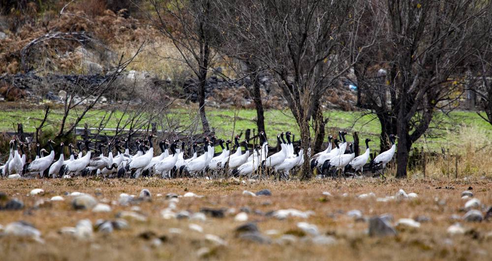黑頸鶴在濕地上閑庭信步。索多攝