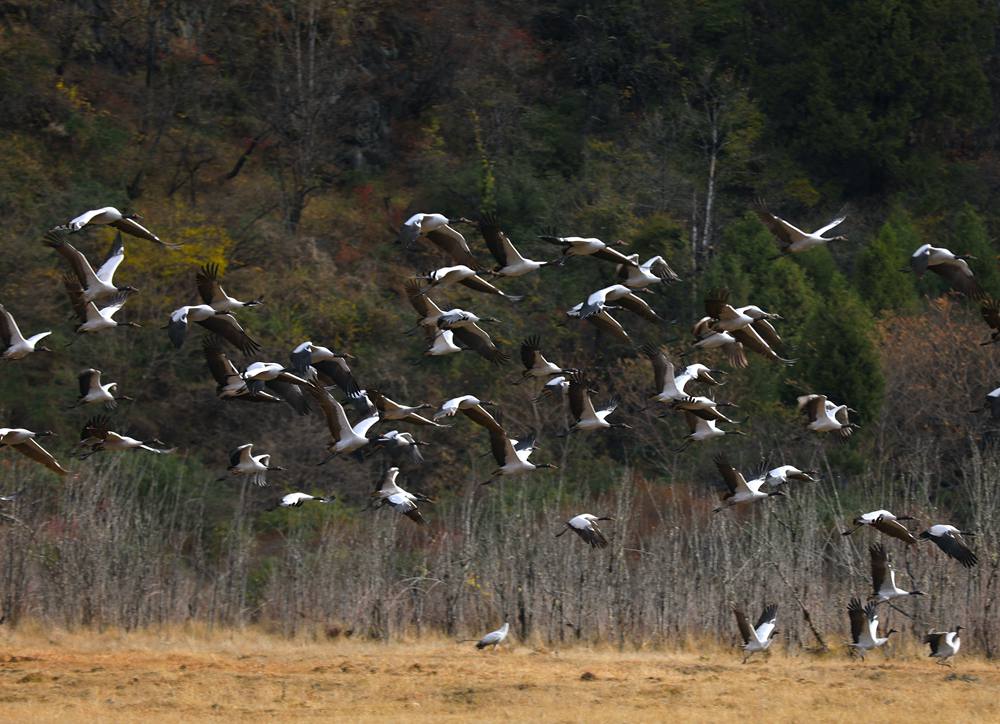 黑頸鶴蹁躚起舞美如畫。益西旦增攝