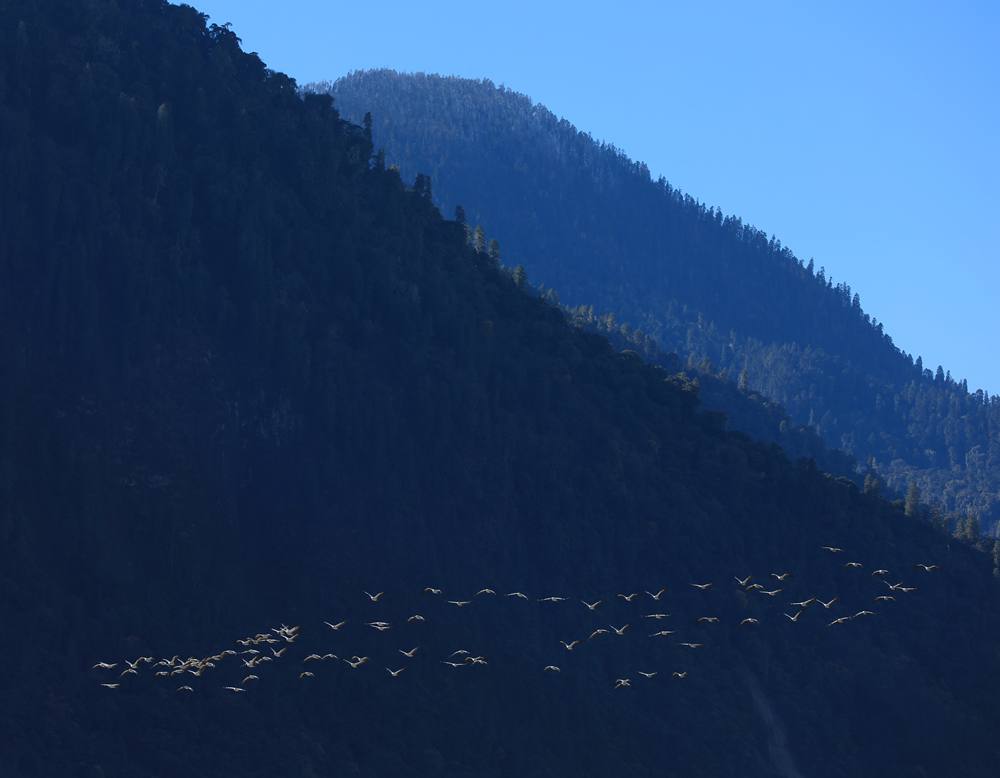 黑頸鶴在天空中自由翱翔。益西旦增攝