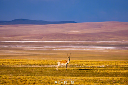 可愛壁紙上新！藏羚羊就是高原上的精靈吧