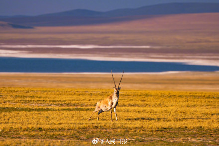可愛壁紙上新！藏羚羊就是高原上的精靈吧