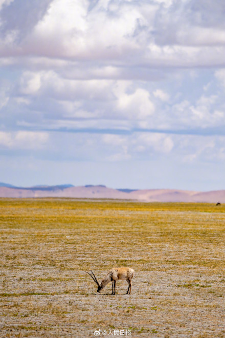 可愛壁紙上新！藏羚羊就是高原上的精靈吧