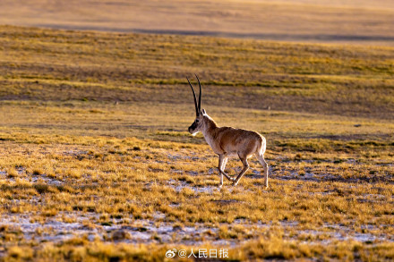 可愛壁紙上新！藏羚羊就是高原上的精靈吧