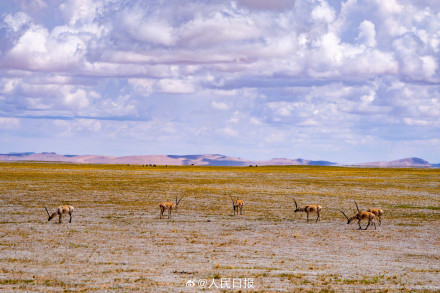 可愛壁紙上新！藏羚羊就是高原上的精靈吧