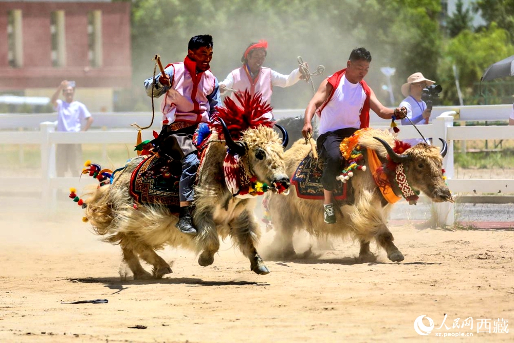 拉薩首屆農(nóng)牧民運(yùn)動會上的賽牦牛比賽。