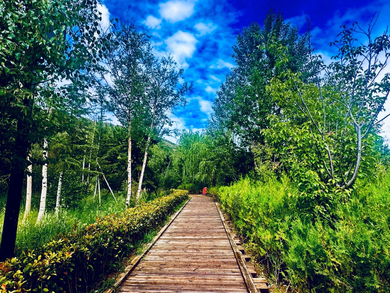 郁郁蔥蔥的南山公園。人民網(wǎng)記者 益西康珠攝