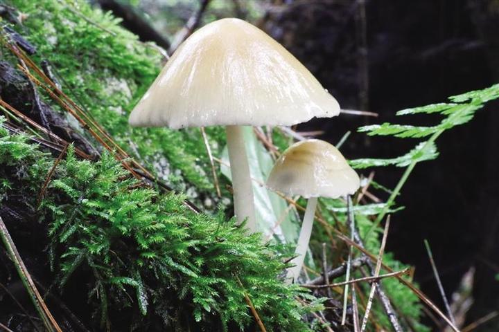 科研團隊解鎖青藏高原大型真菌新密碼