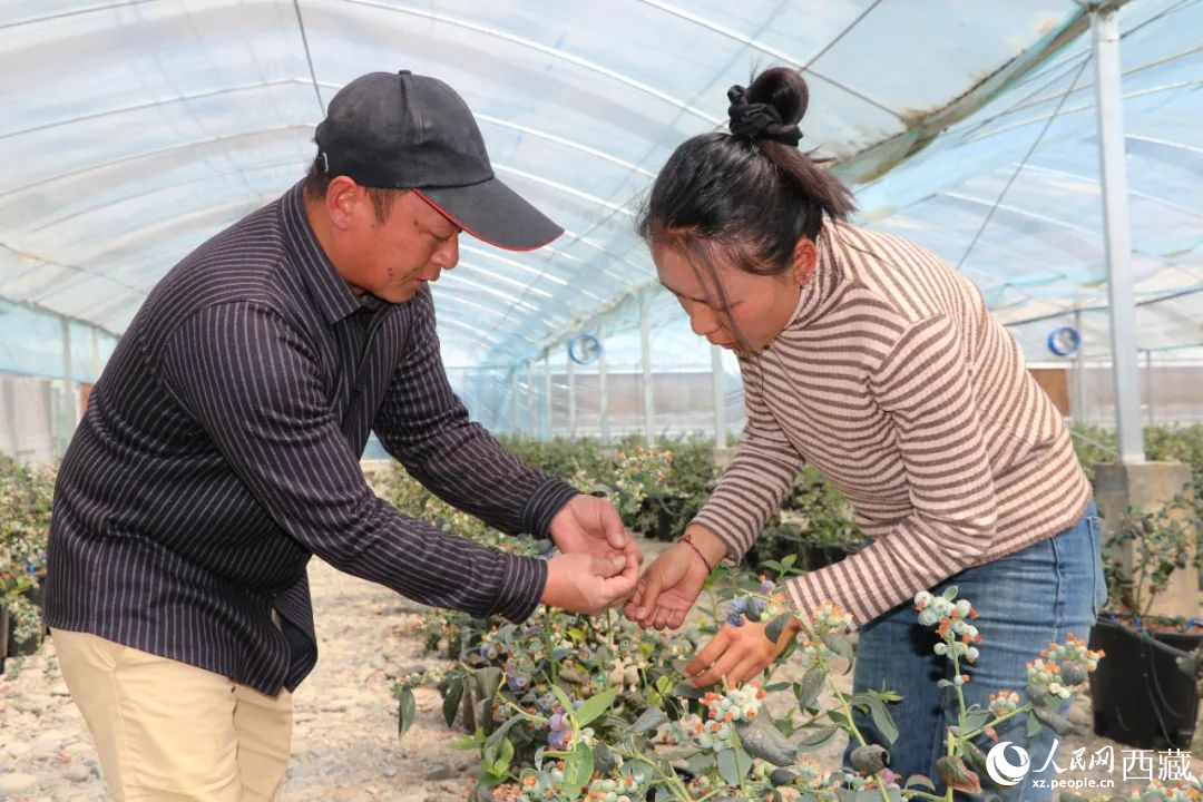 技術(shù)員劉家平和措姆在溫室大棚檢查藍(lán)莓的長勢。次仁龍布攝
