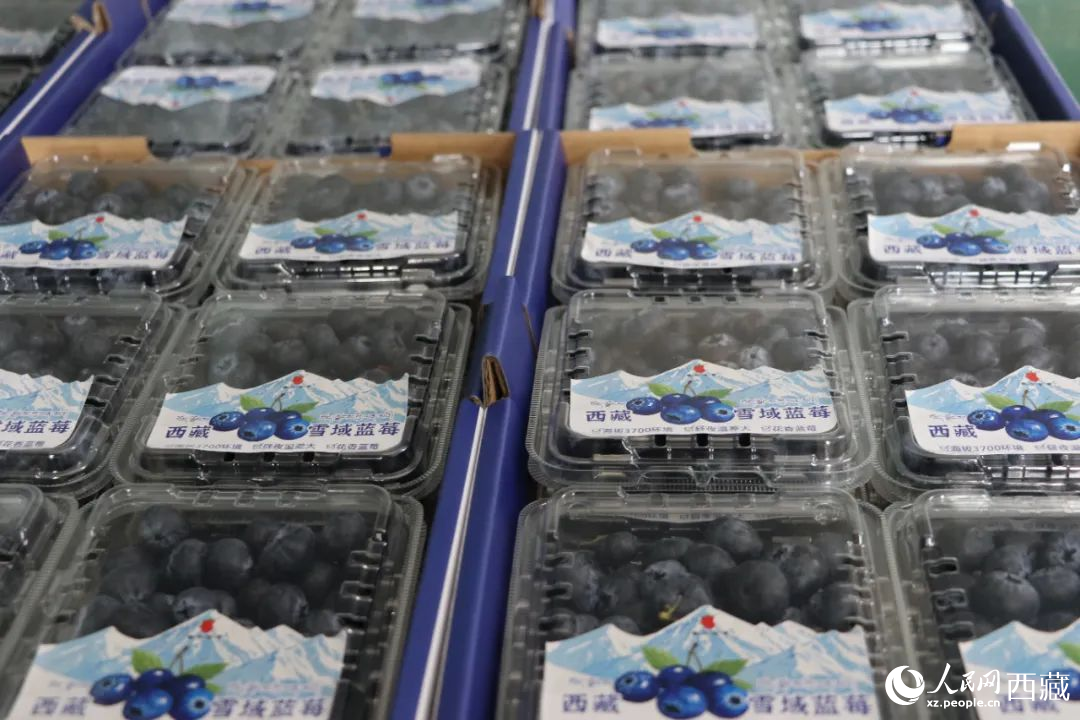 包裝好的藍(lán)莓。次仁龍布攝