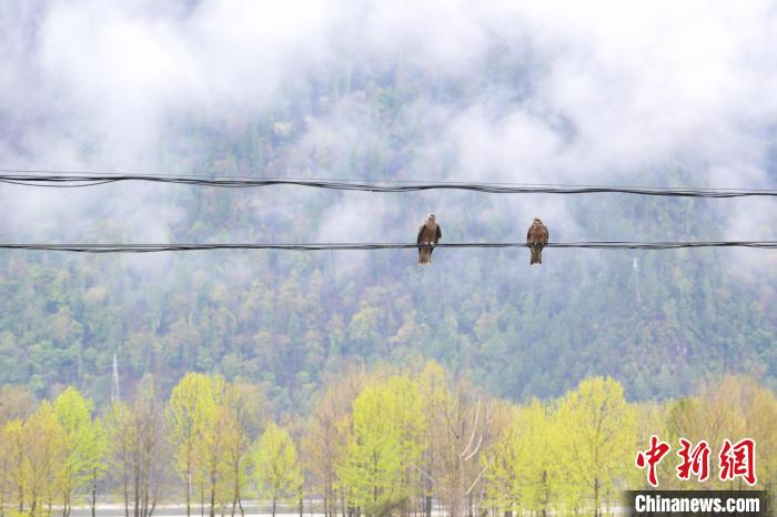 西藏易貢:雨后春日美景