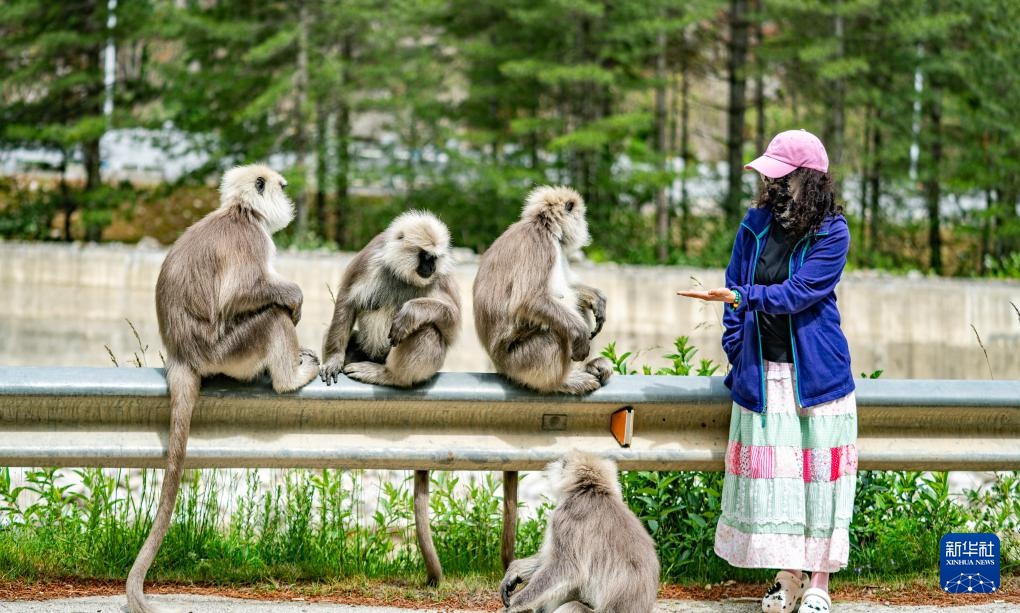 西藏亞東:長尾葉猴下山“會客”