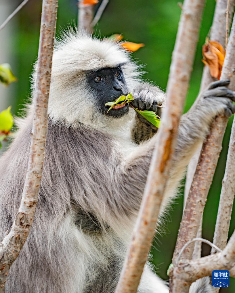西藏亞東:長尾葉猴下山“會客”