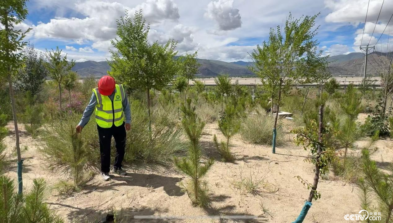 金輝在巡護樹苗 (攝影 李婷婷)