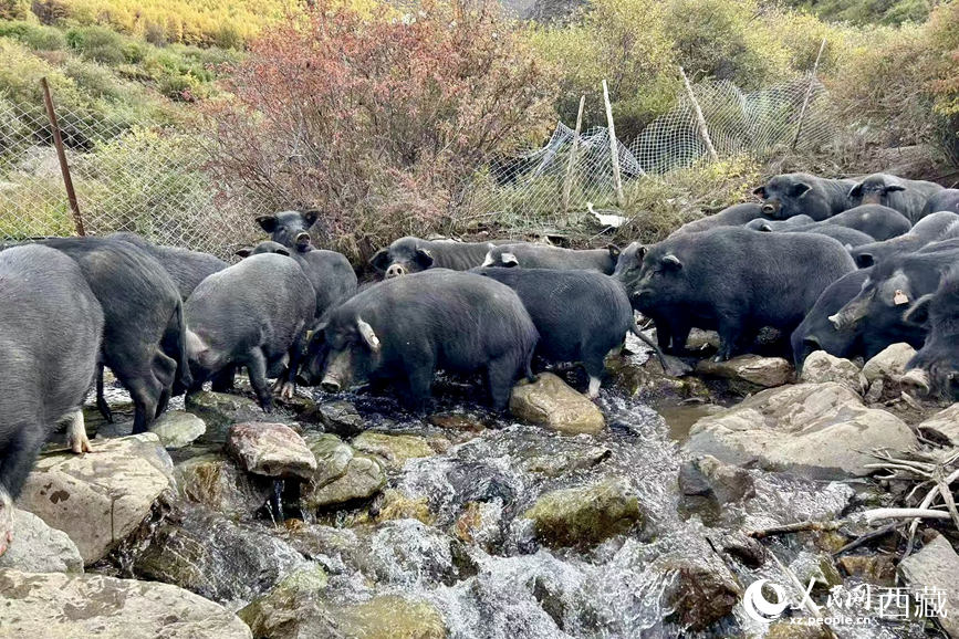 高山放養(yǎng)的藏香豬。人民網(wǎng)記者 次仁羅布攝