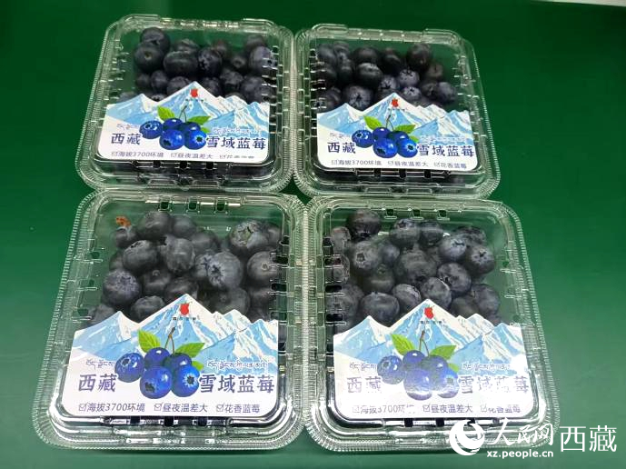 西藏雪域藍莓。羅雨欣攝
