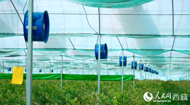 藍莓種植的智能溫室場景。羅雨欣攝