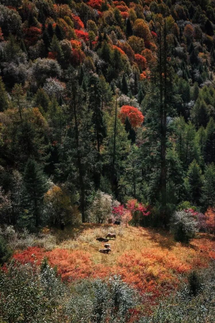 懂西藏的人，一定不會(huì)錯(cuò)過林芝的秋天