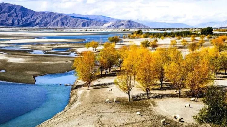 懂西藏的人，一定不會(huì)錯(cuò)過林芝的秋天