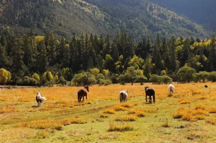 懂西藏的人，一定不會(huì)錯(cuò)過林芝的秋天