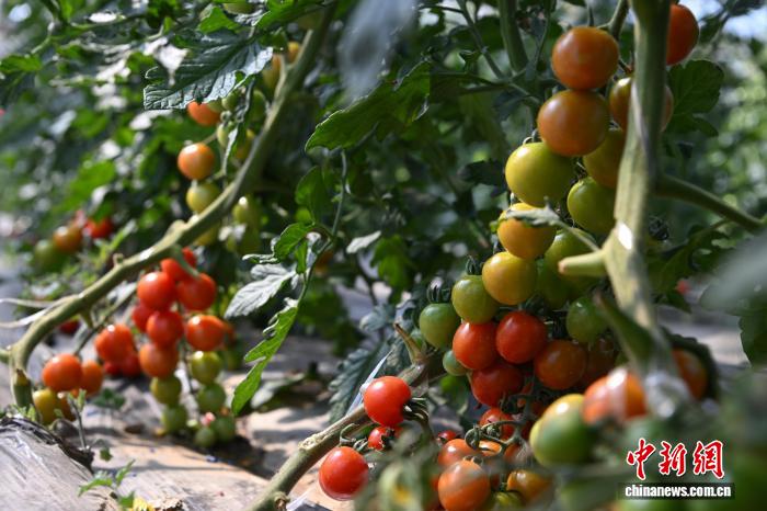 西藏墨竹工卡縣農(nóng)業(yè)示范園：賦能現(xiàn)代農(nóng)業(yè)發(fā)展帶動民眾增收致富