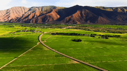 青稞“蛻變”，牦?！俺鋈Α保】次鞑剞r(nóng)牧民的“十四五”豐收答卷