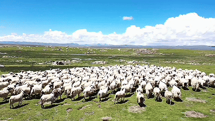 青稞“蛻變”，牦?！俺鋈Α保】次鞑剞r(nóng)牧民的“十四五”豐收答卷