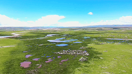 青稞“蛻變”，牦牛“出圈”！看西藏農(nóng)牧民的“十四五”豐收答卷