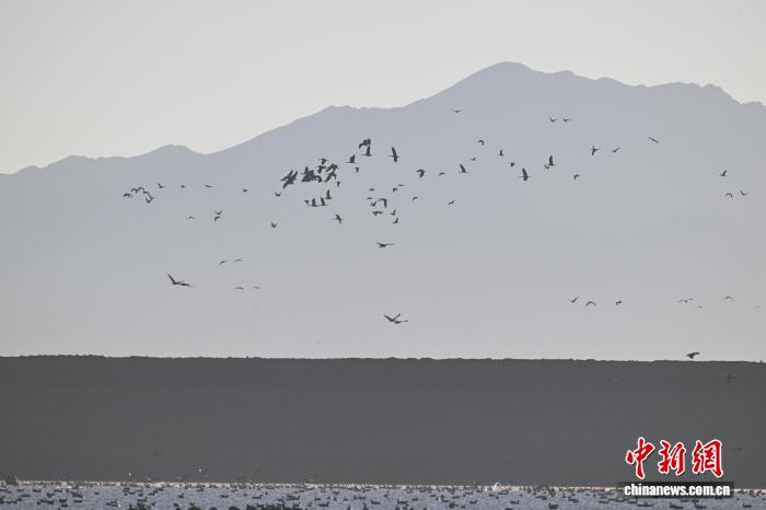 鶴舞高原西藏林周成候鳥(niǎo)越冬樂(lè)園