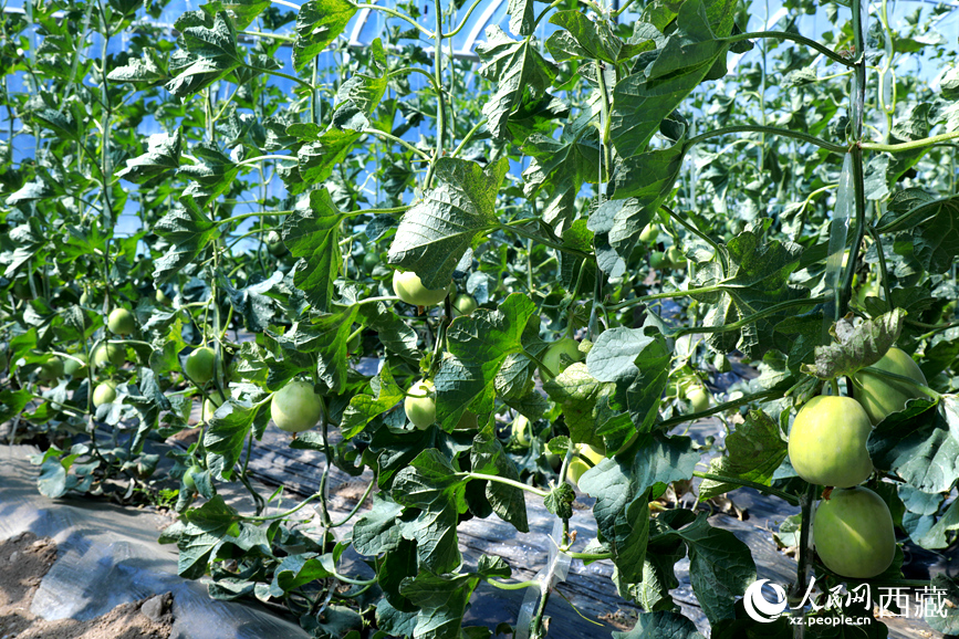 溫室中種植的瓜類作物果實(shí)累累。人民網(wǎng)記者 吳雨仁攝