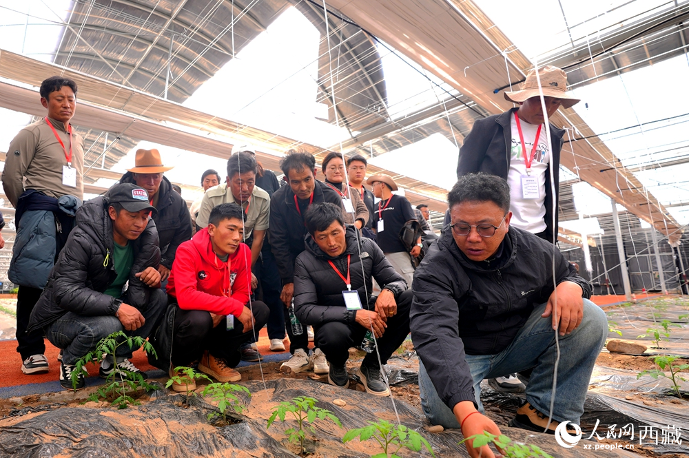 農(nóng)業(yè)專家蹲在田壟間，為圍攏過來的科技專干和基層農(nóng)技人員現(xiàn)場講解定植要點(diǎn)。人民網(wǎng)記者 吳雨仁攝
