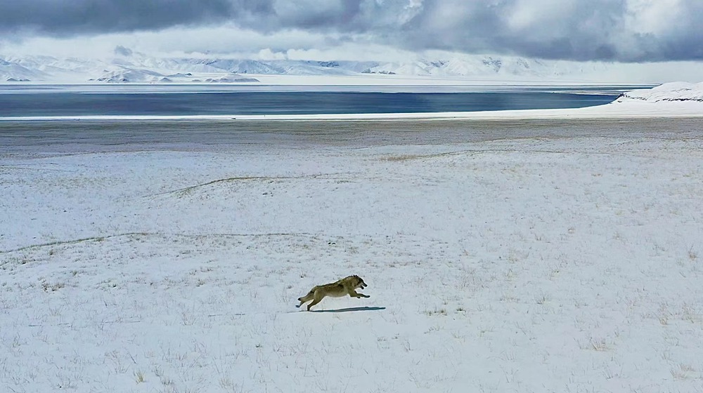 雪地里疾馳的阿里“狼”。