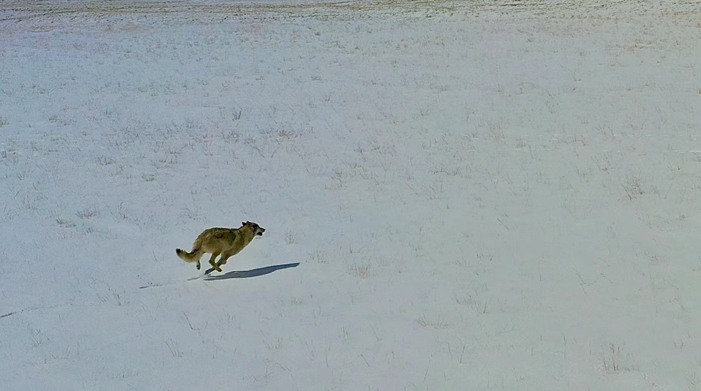 雪地里疾馳的阿里“狼”。