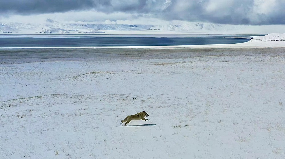 雪地里疾馳的阿里“狼”。