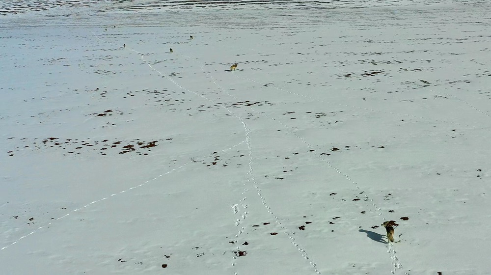 天地一色，狼群在雪地里不斷地向前奔跑。