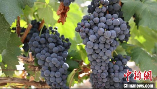 圖為桑日縣種植的葡萄?！∩侥仙Ｈ湛h委宣傳部提供