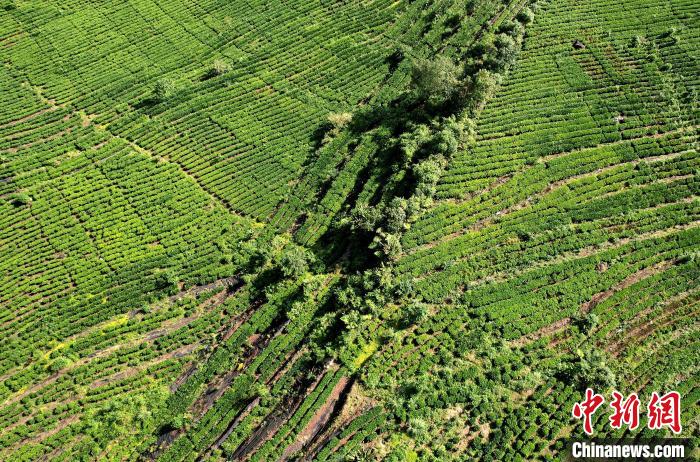 圖為西藏林芝市墨脫縣果果塘大拐彎附近的茶田。(無人機照片) 李林 攝