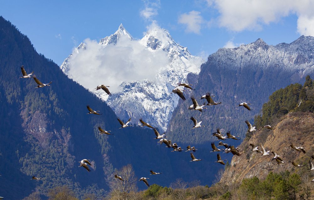 黑頸鶴蹁躚起舞美如畫(huà)。索多攝
