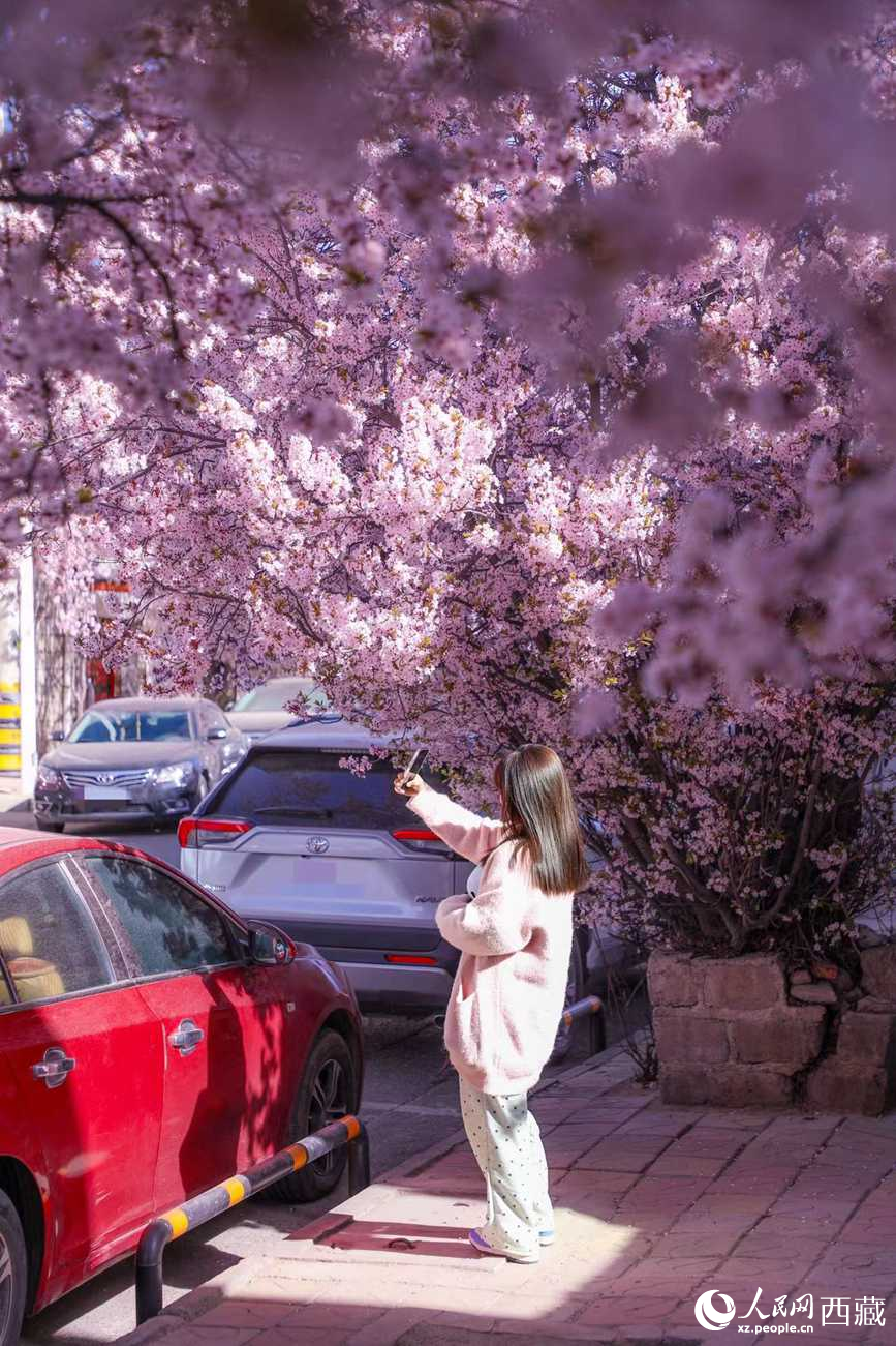 桃林下，拉薩市民游客樂享春光。人民網(wǎng)記者 次仁羅布攝