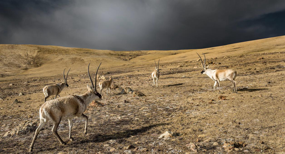 “高原精靈”藏羚羊。尼瑪多吉攝