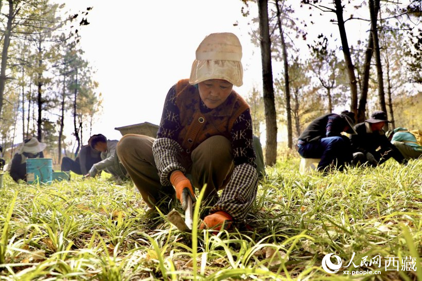 圖為項(xiàng)目建設(shè)過程中帶動周邊群眾就業(yè)。人民網(wǎng)記者 次仁羅布攝