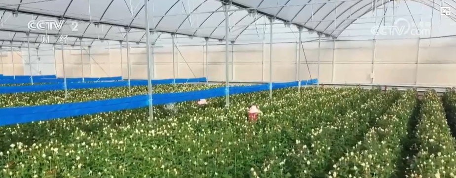 云南姚安:七夕“浪漫經(jīng)濟”升溫 日均百萬枝玫瑰供應(yīng)市場