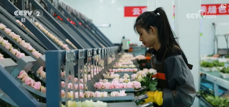 云南姚安:七夕“浪漫經(jīng)濟”升溫 日均百萬枝玫瑰供應(yīng)市場