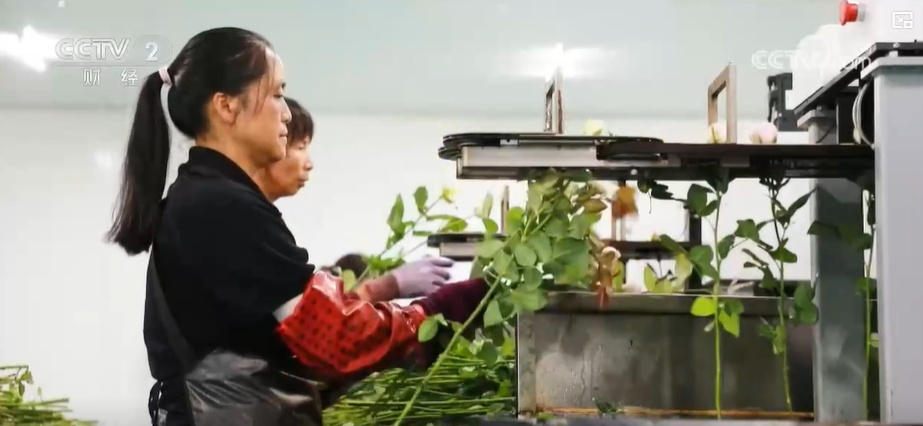 云南姚安:七夕“浪漫經(jīng)濟”升溫 日均百萬枝玫瑰供應(yīng)市場