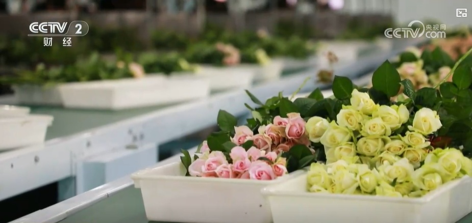 云南姚安:七夕“浪漫經(jīng)濟”升溫 日均百萬枝玫瑰供應(yīng)市場