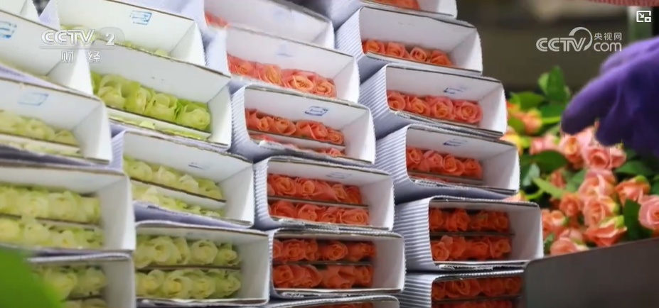 云南姚安:七夕“浪漫經(jīng)濟”升溫 日均百萬枝玫瑰供應(yīng)市場