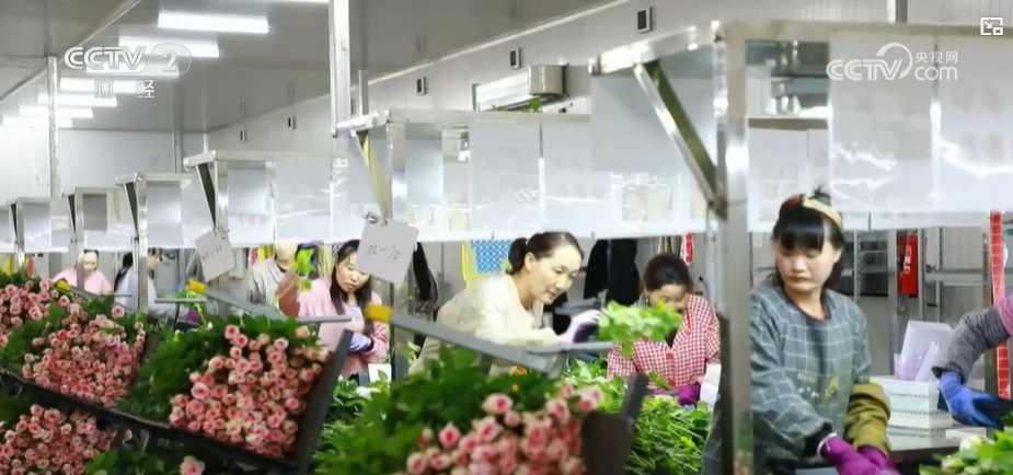 云南姚安:七夕“浪漫經(jīng)濟”升溫 日均百萬枝玫瑰供應(yīng)市場
