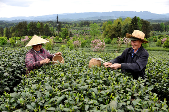 貴州省湄潭縣大力發(fā)展茶葉產(chǎn)業(yè)，60萬(wàn)畝生態(tài)茶園實(shí)現(xiàn)了“綠水青山變成金山銀山”，生態(tài)與經(jīng)濟(jì)協(xié)調(diào)發(fā)展。圖為湄潭縣湄江街道金花村茶農(nóng)采茶 瞿欣含攝 _副本.jpg