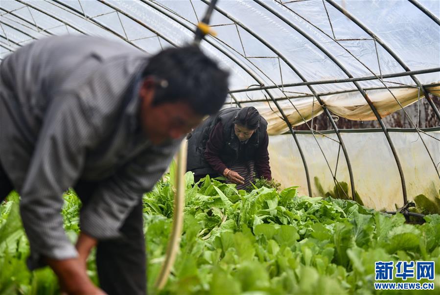 (脫貧攻堅)(3)藏東脫貧影像:溫室大棚助脫貧