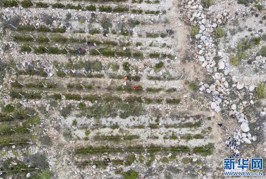 (西藏昌都解放70周年·圖文互動(dòng))(2)藏東脫貧影像:怒江河畔葡萄香