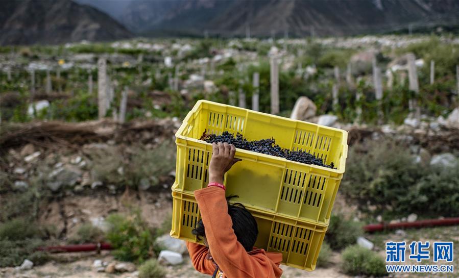 (西藏昌都解放70周年·圖文互動(dòng))(7)藏東脫貧影像:怒江河畔葡萄香